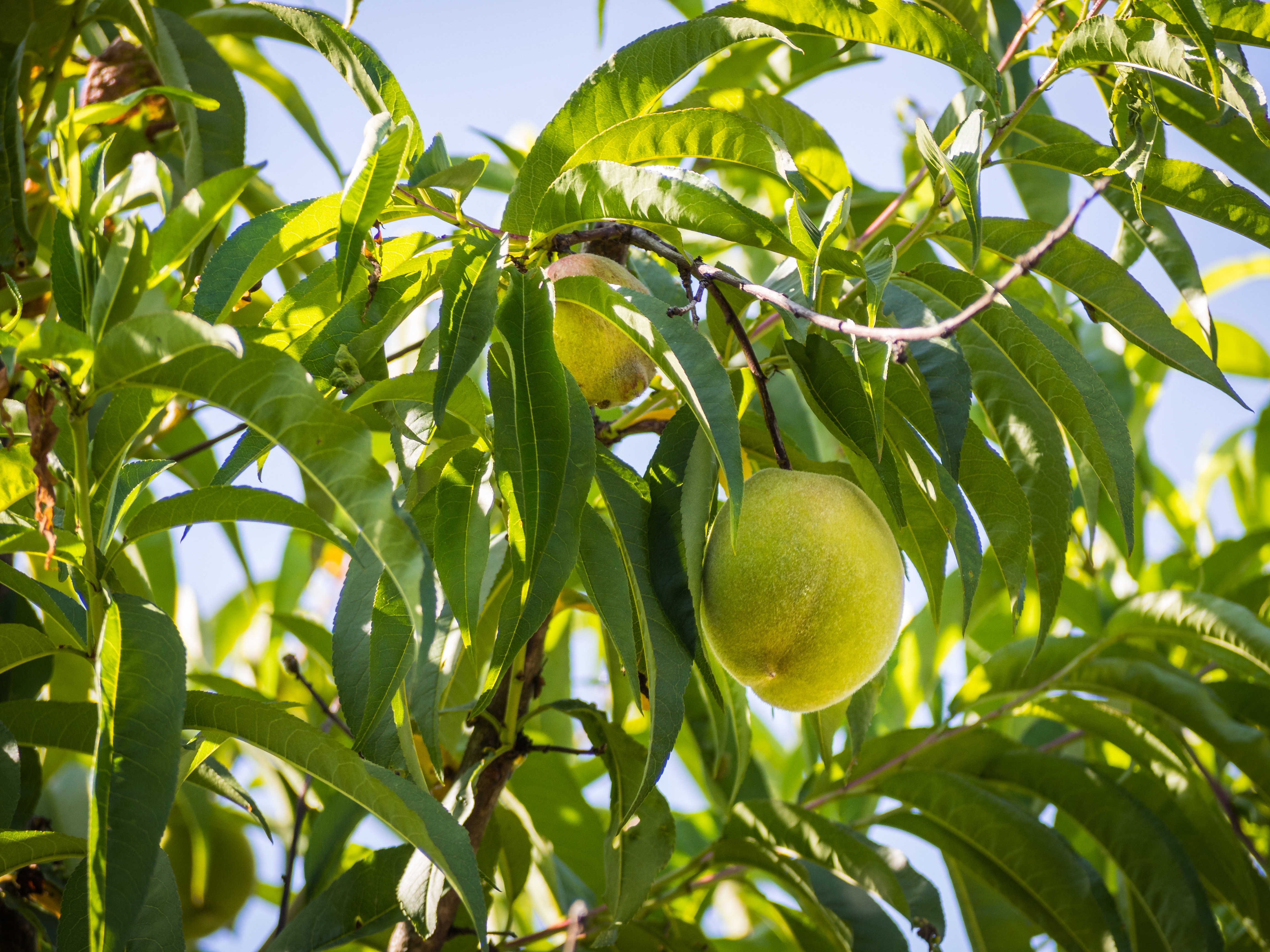 Agrisherry Mango Seedlings