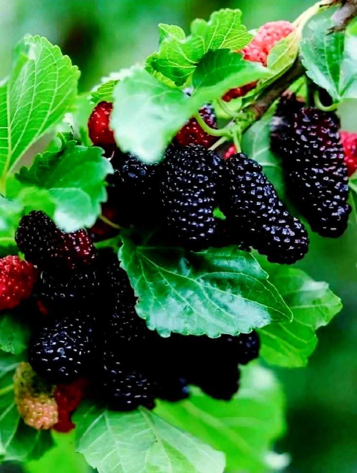 Premium Strawberry Seedlings