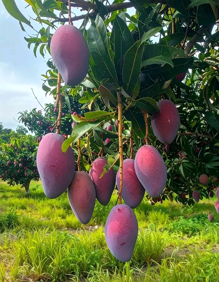 Mango 🥭 seedlings varieties 