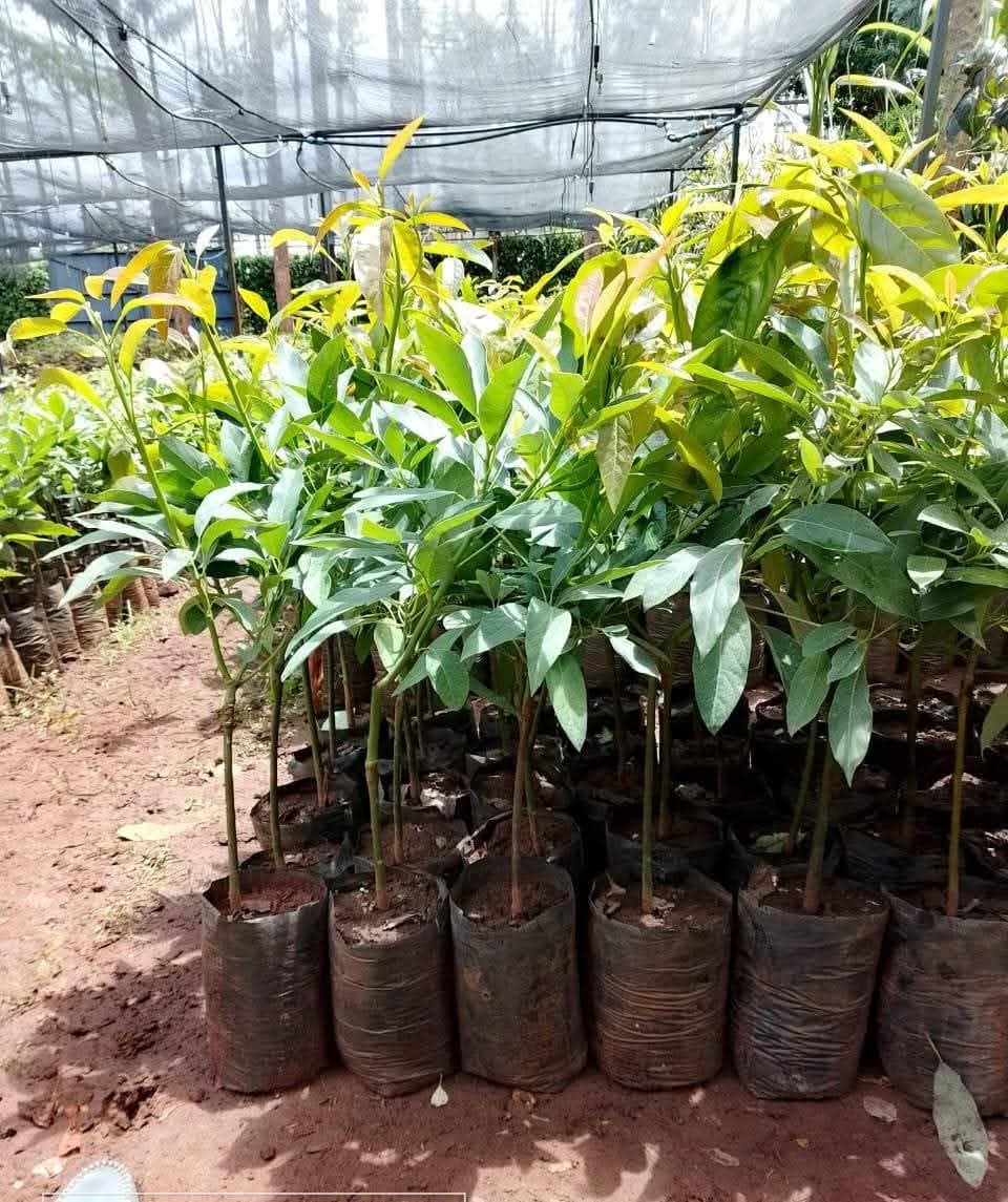Hass avocado Seedlings 
