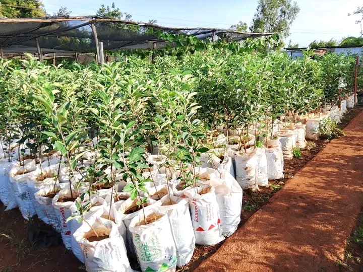 Apple 🍎 seedlings ready to Fruit 