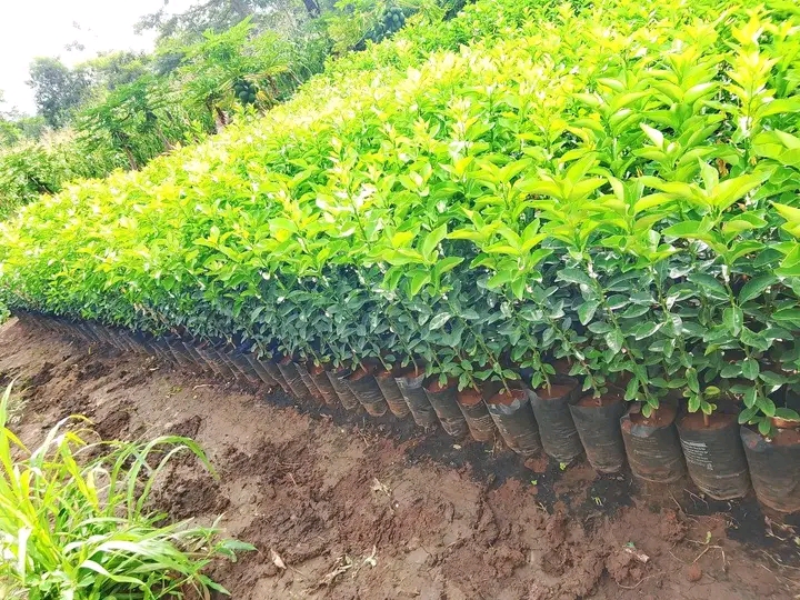 Pixie orange seedlings @200