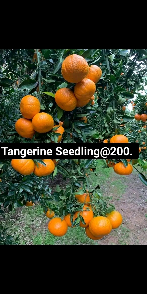 Tangerine fruit seedlings 